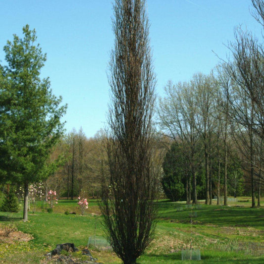Quercus Robur Kindred Spirit - View 10 from www redcrocus com