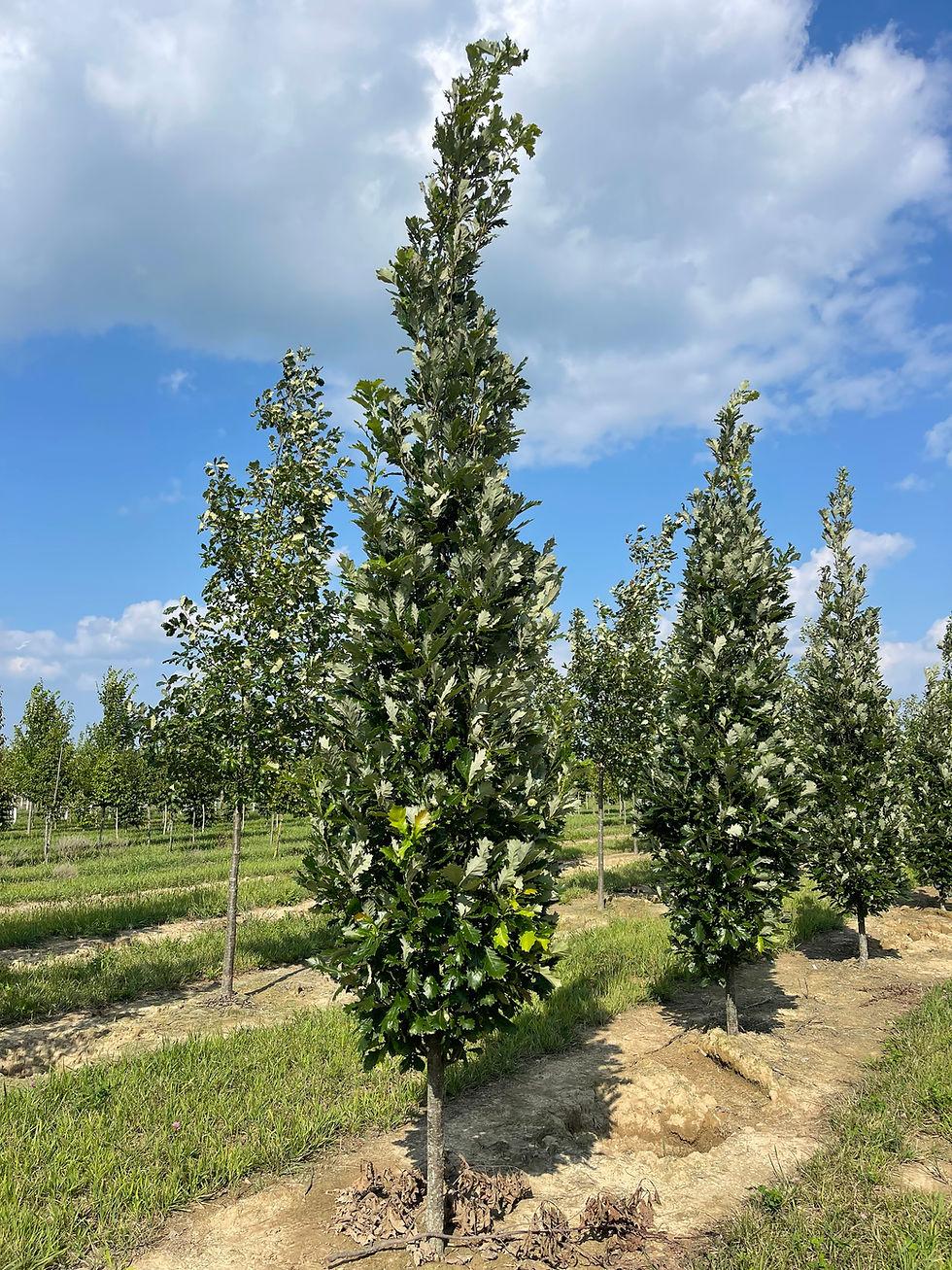 Quercus Robur Kindred Spirit - View 9 from www redcrocus com