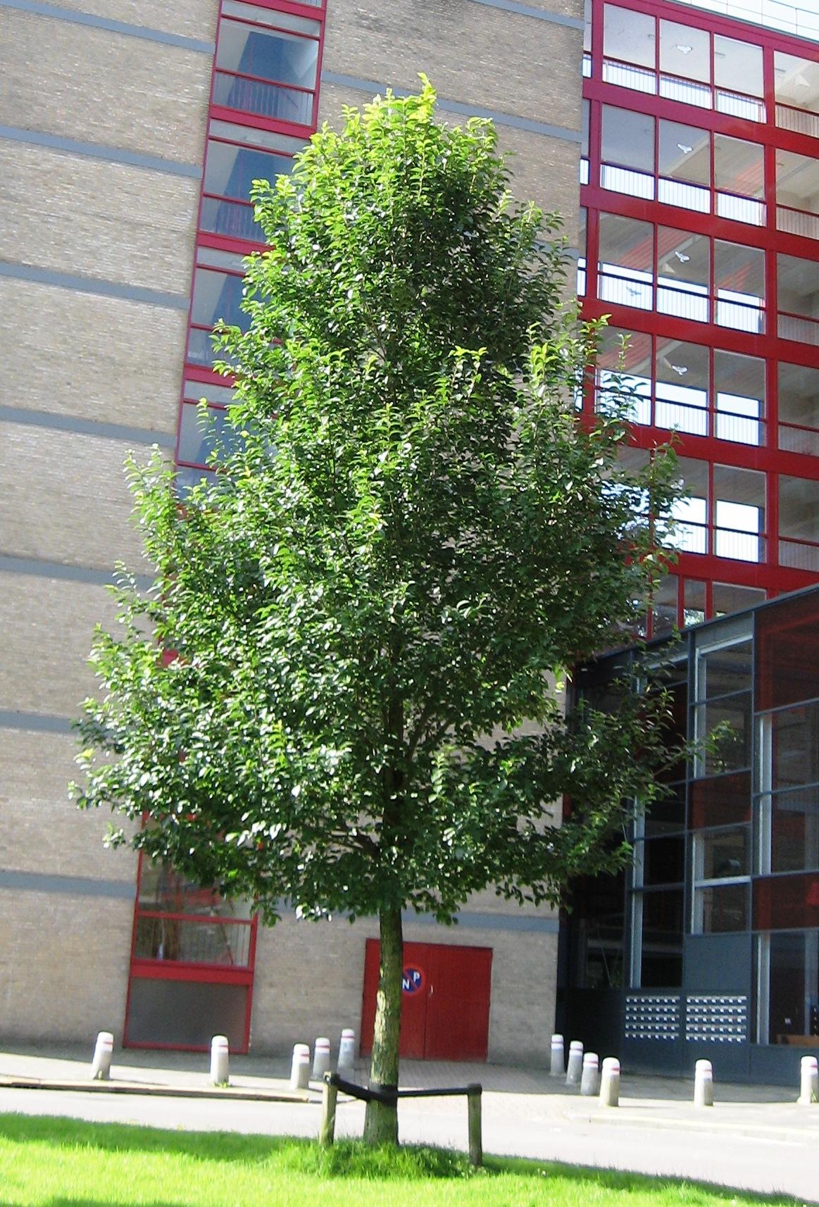 Ulmus New Horizon - View 14 from www redcrocus com