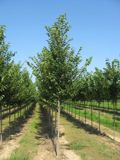 Ulmus New Horizon - View 15 from www redcrocus com