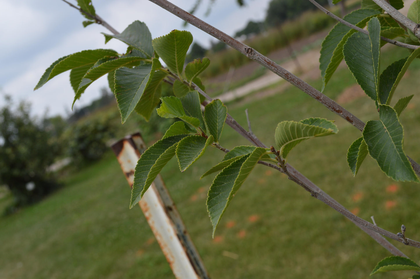 Ulmus New Horizon - View 17 from www redcrocus com