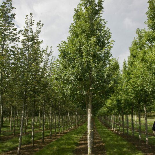 Ulmus New Horizon - View 5 from www redcrocus com