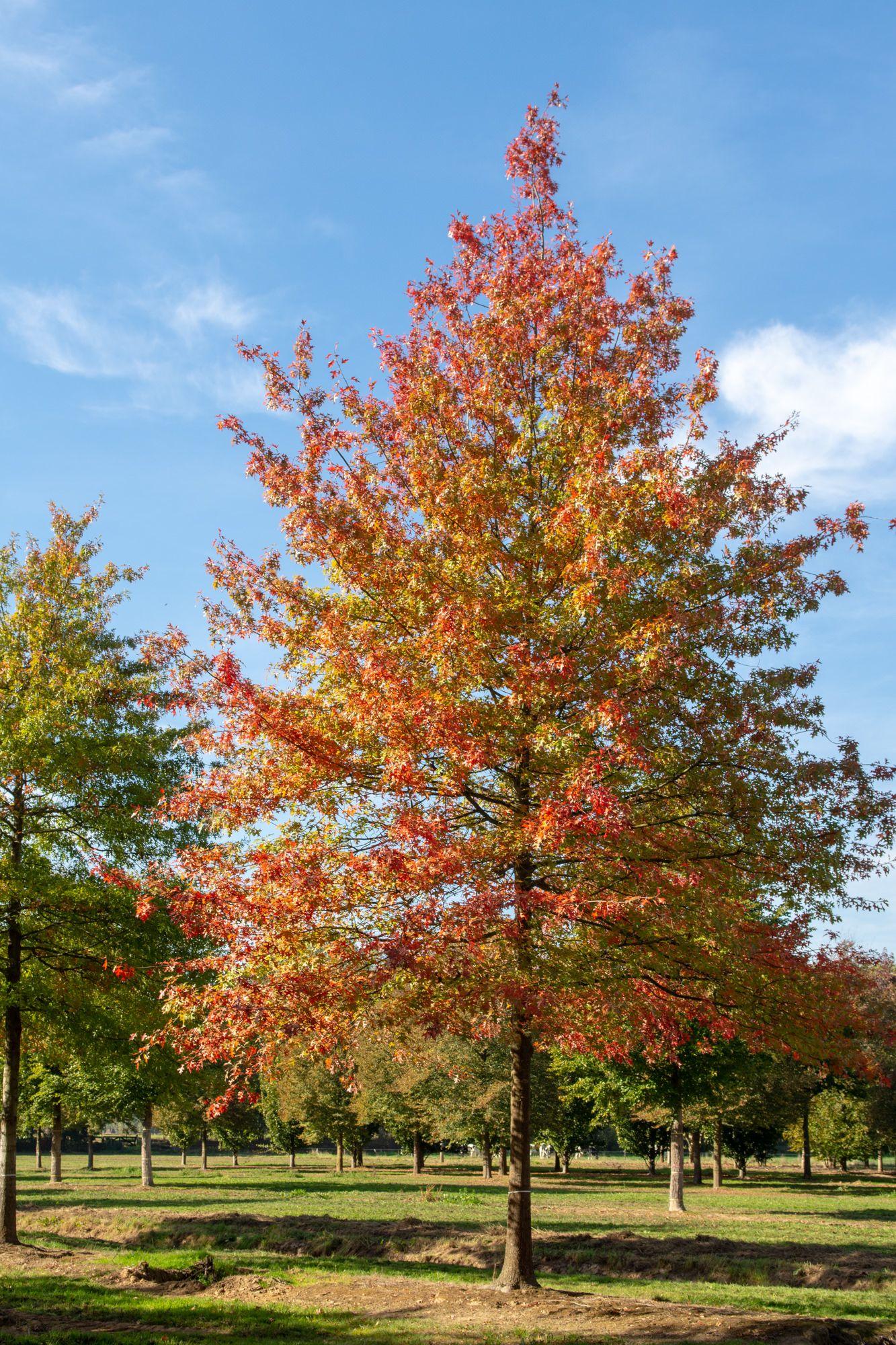 Quercus Palustris - View 13 from www redcrocus com