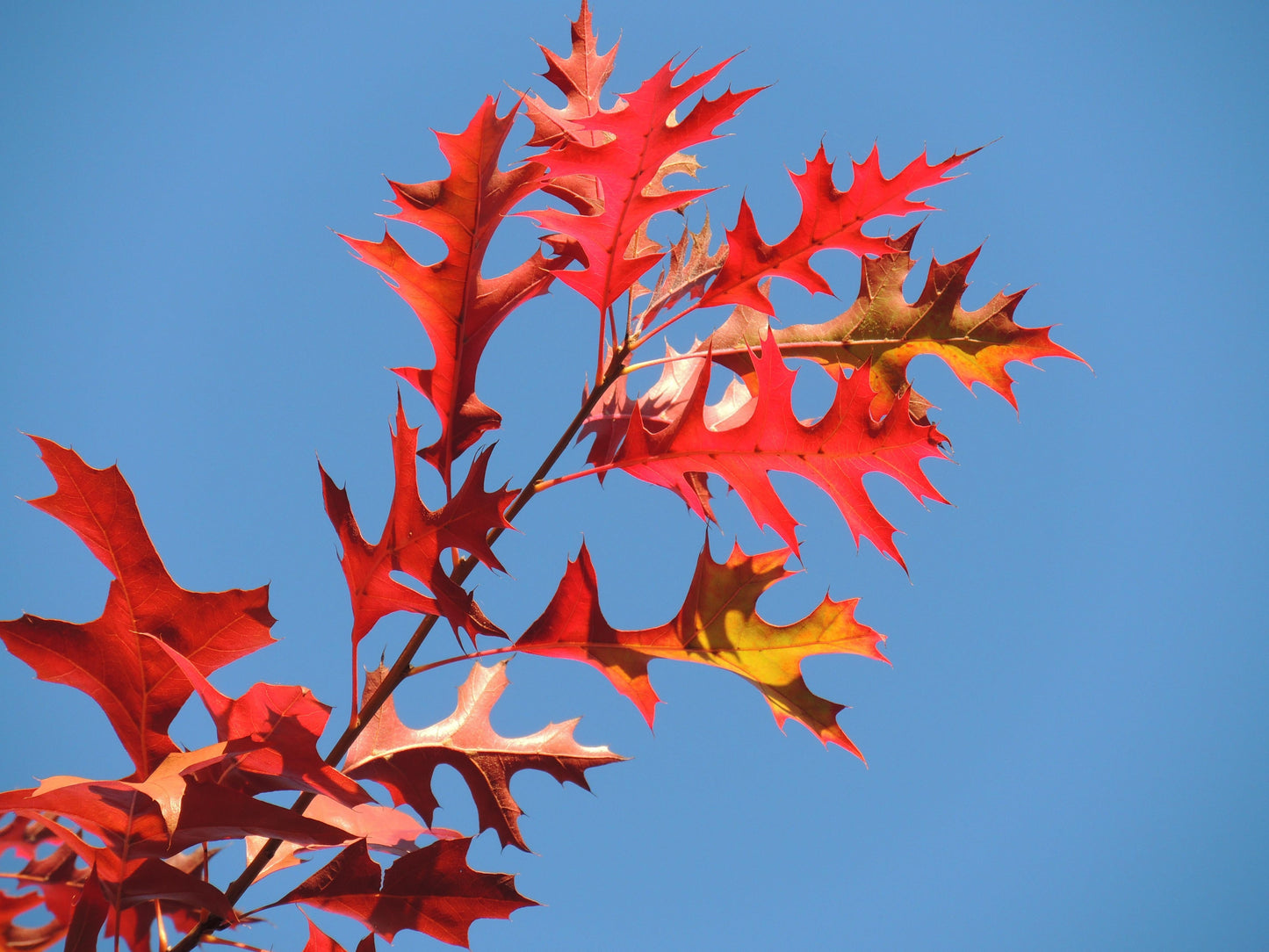Quercus Palustris - View 15 from www redcrocus com