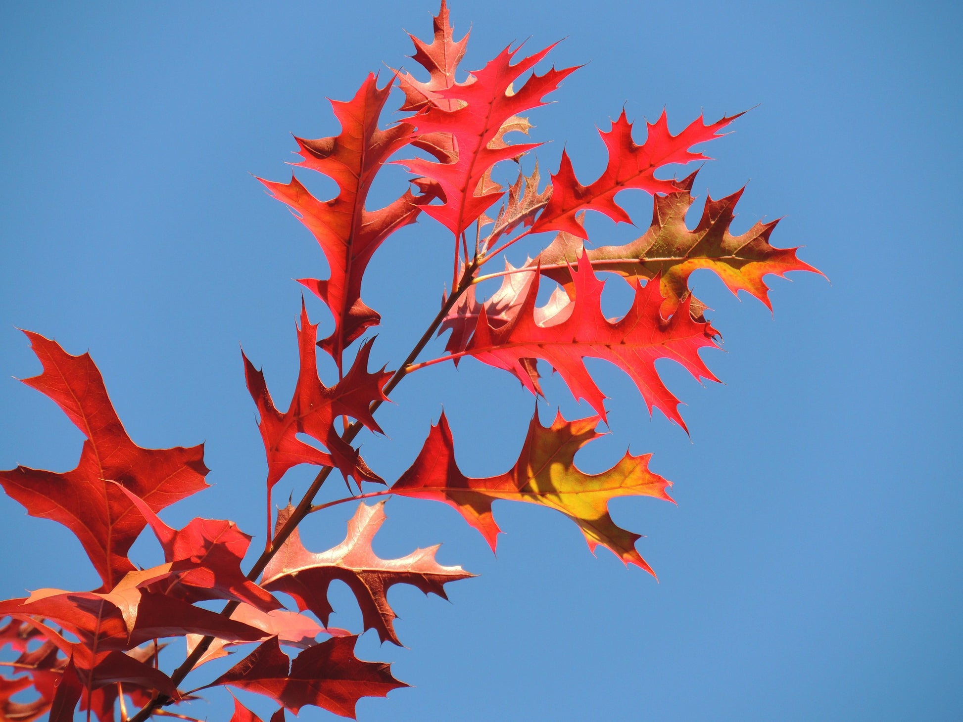 Quercus Palustris - View 15 from www redcrocus com