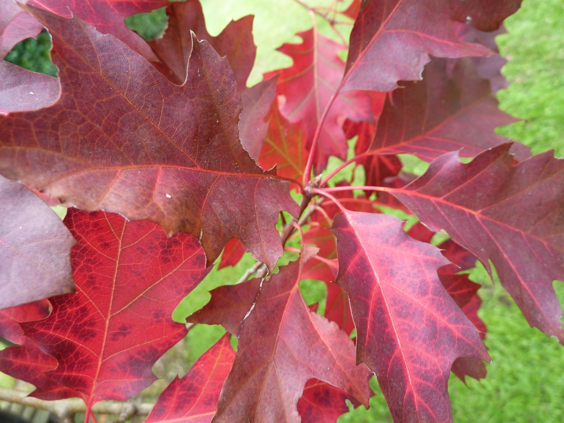 Quercus Palustris - View 18 from www redcrocus com