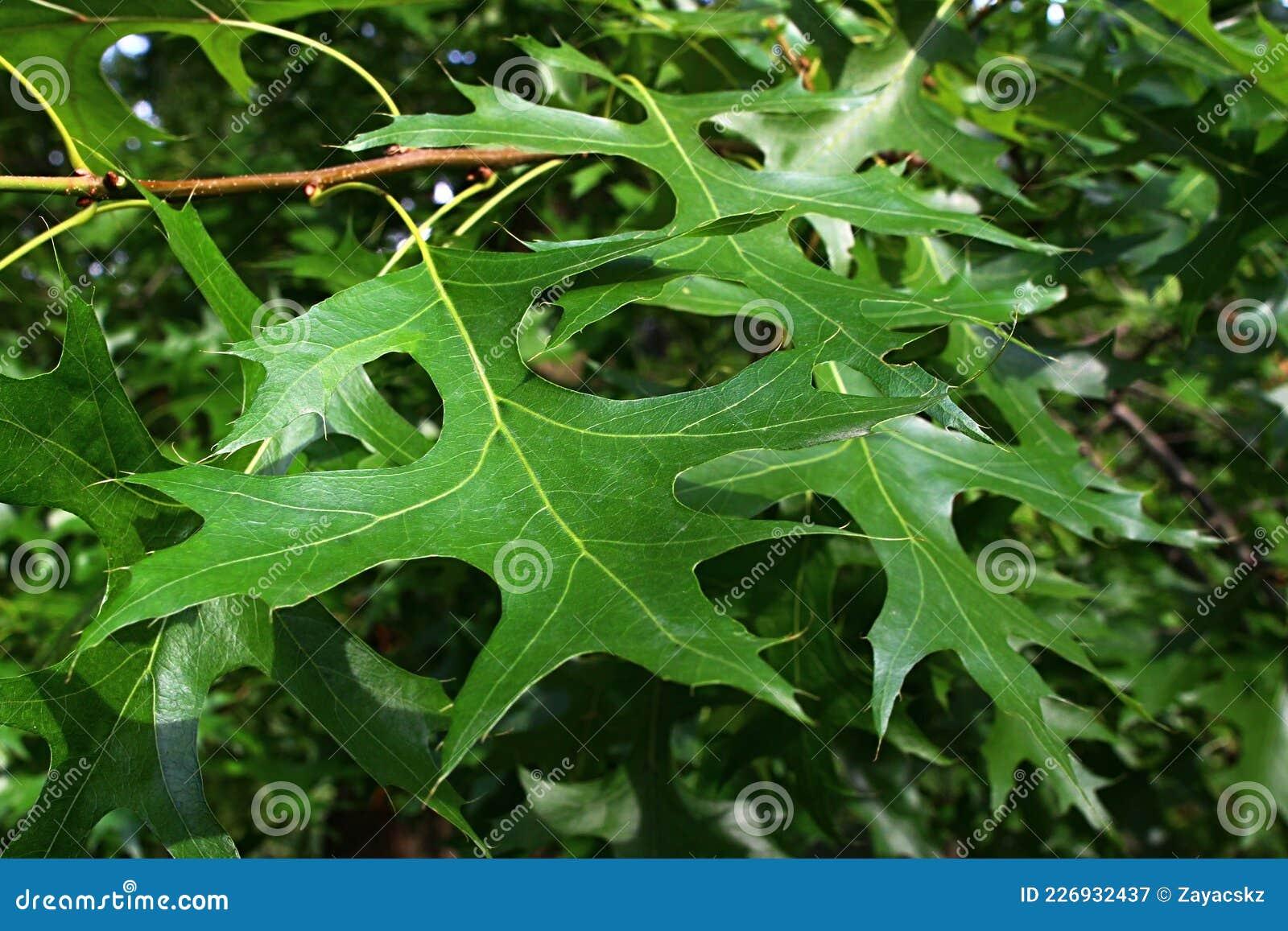 Quercus Palustris - View 19 from www redcrocus com