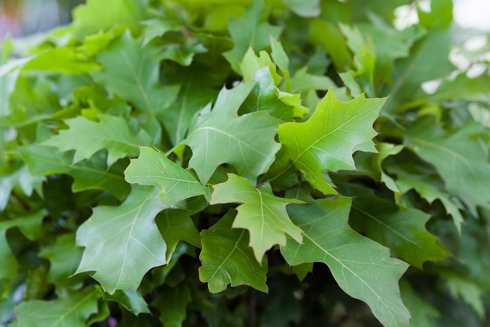 Quercus Palustris - View 20 from www redcrocus com