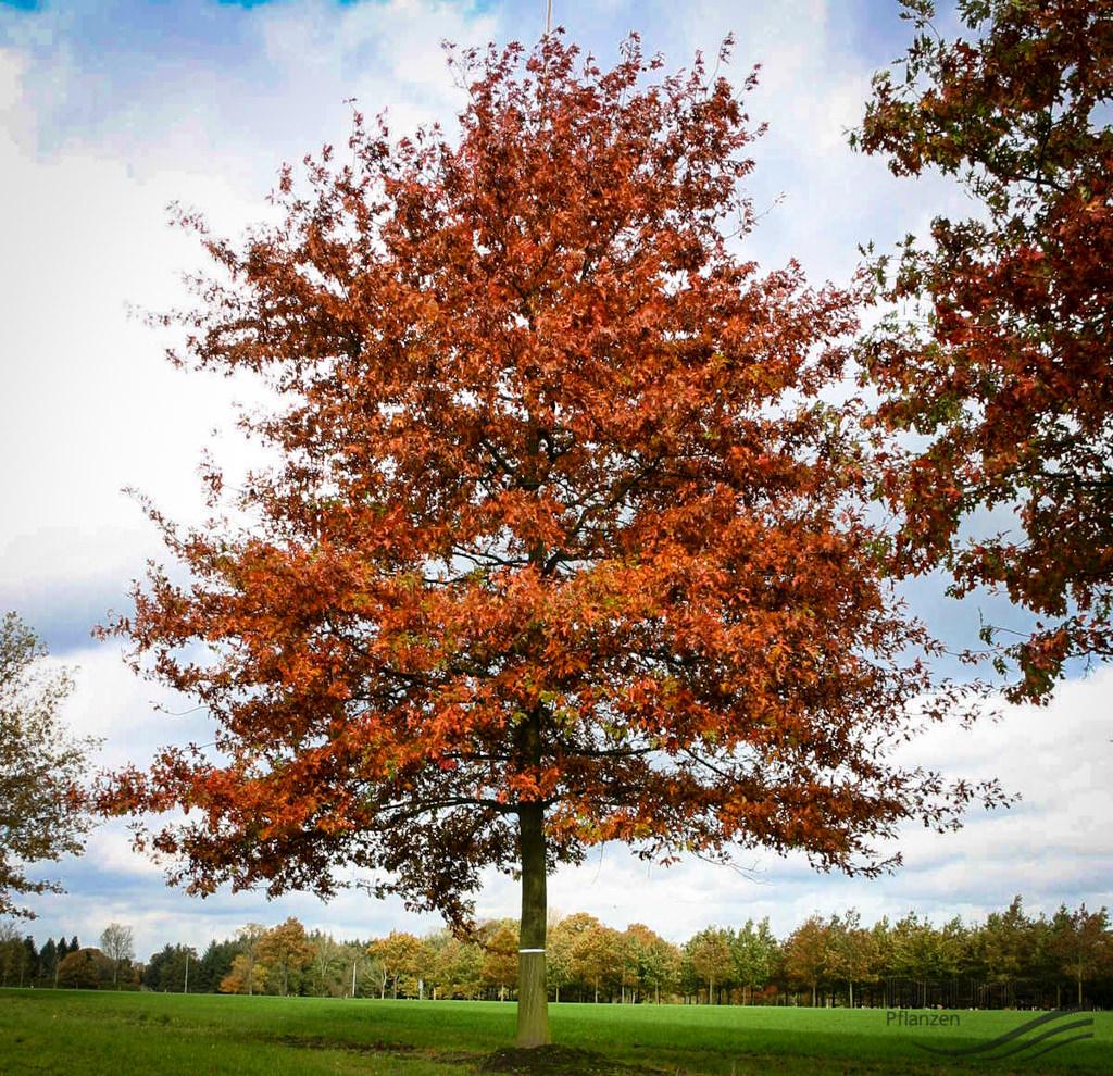 Quercus Palustris - View 2 from www redcrocus com