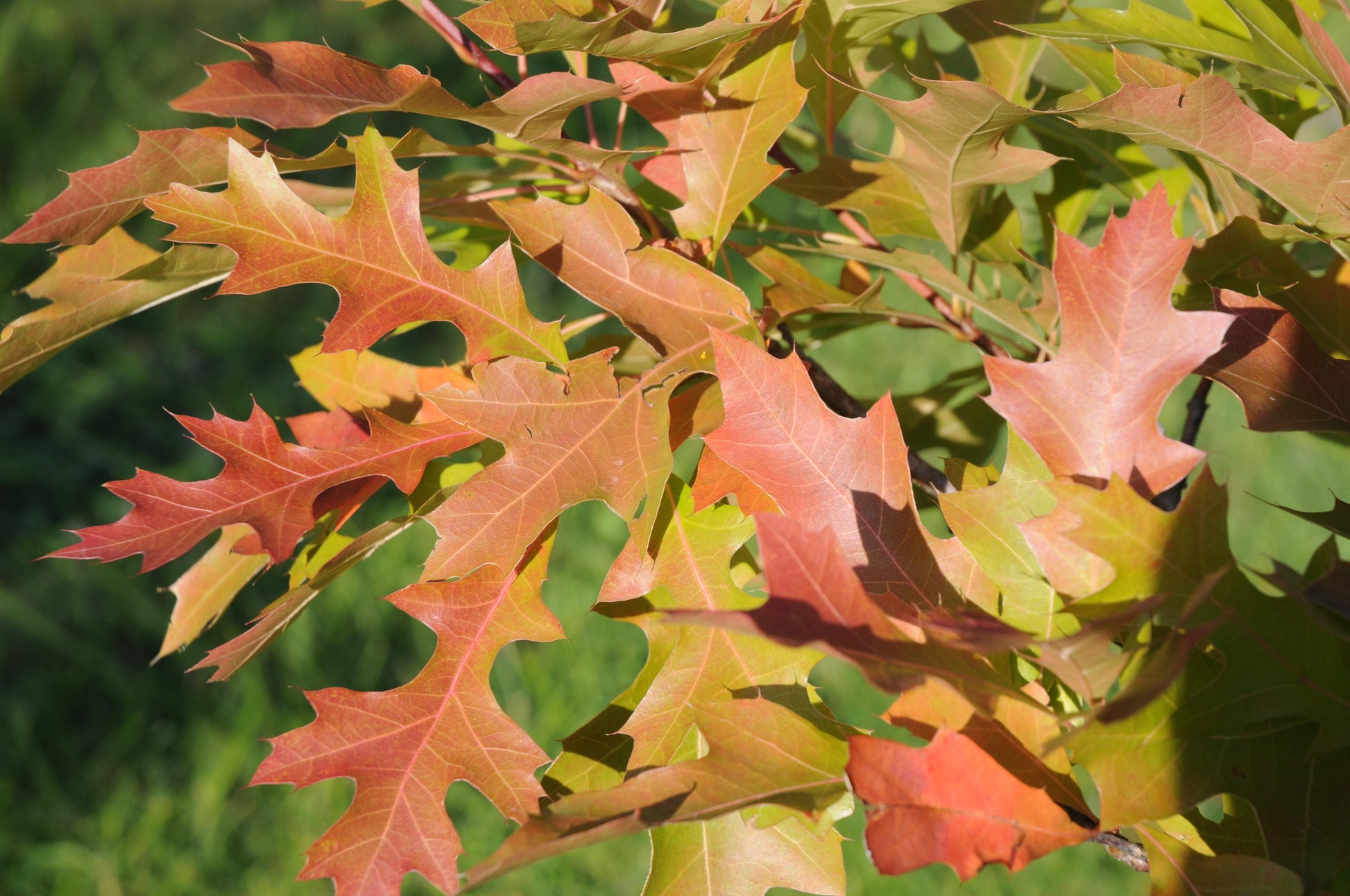Quercus Palustris - View 8 from www redcrocus com