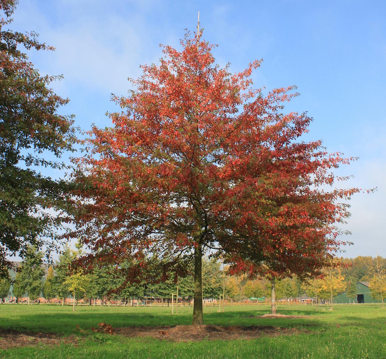 Quercus Palustris - View 9 from www redcrocus com