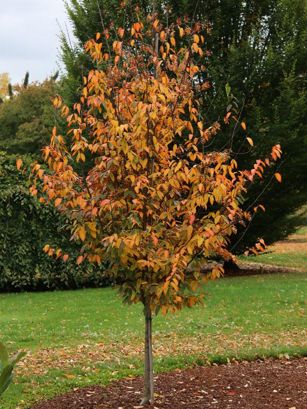 Carpinus Caroliniana Fire King Single Stem - View 10 from www redcrocus com