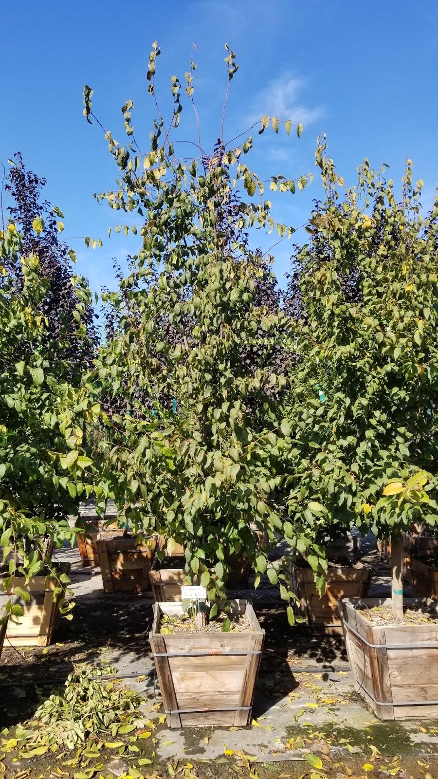 Carpinus Caroliniana Fire King Single Stem - View 11 from www redcrocus com