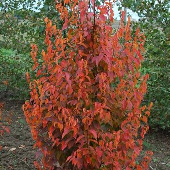 Carpinus Caroliniana Fire King Single Stem - View 12 from www redcrocus com