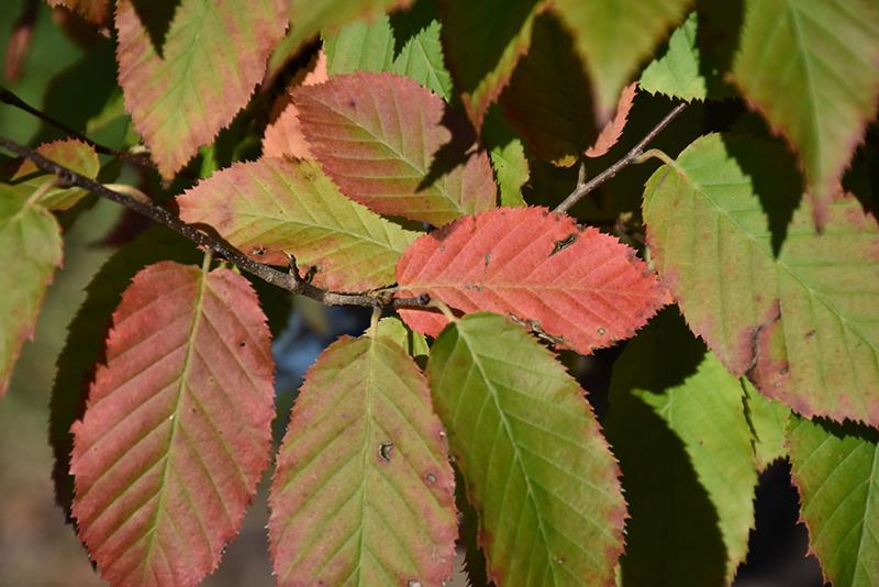 Carpinus Caroliniana Fire King Single Stem - View 13 from www redcrocus com