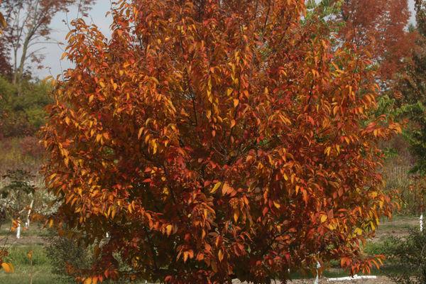Carpinus Caroliniana Fire King Single Stem - View 14 from www redcrocus com