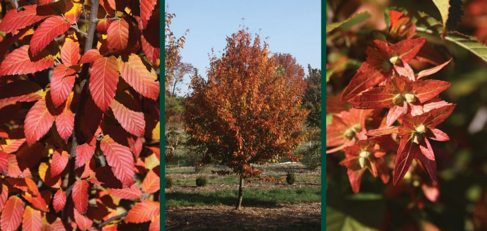 Carpinus Caroliniana Fire King Single Stem - View 14 from www redcrocus com