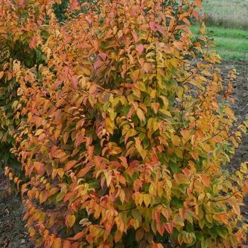 Carpinus Caroliniana Fire King Single Stem - View 15 from www redcrocus com