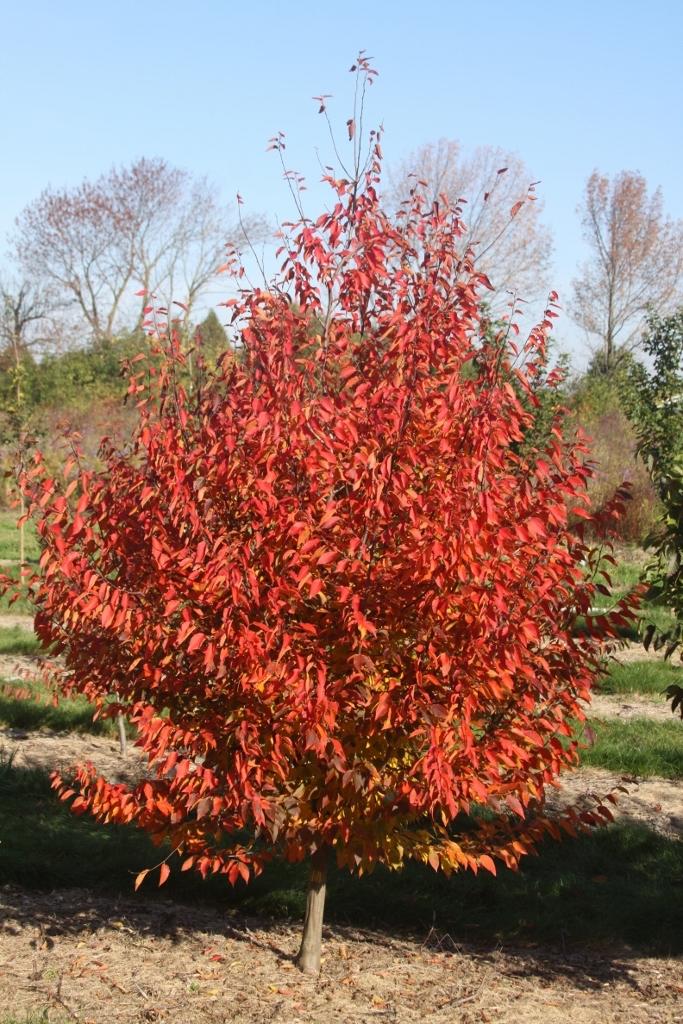 Carpinus Caroliniana Fire King Single Stem - View 17 from www redcrocus com