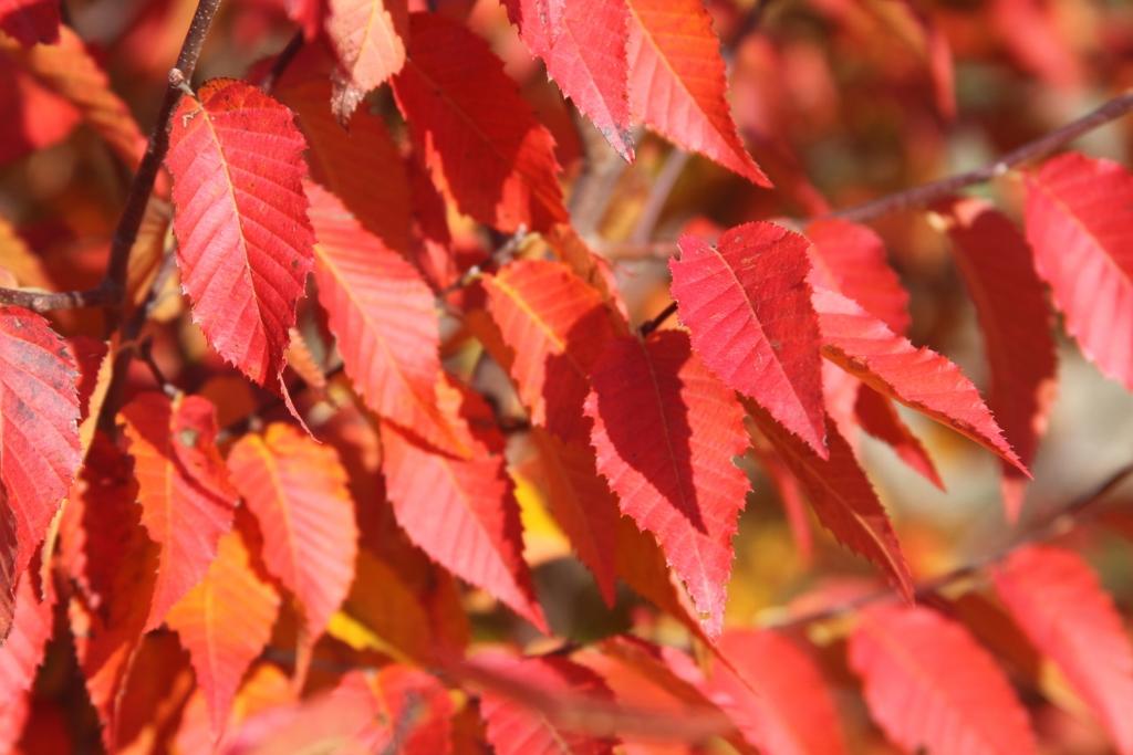 Carpinus Caroliniana Fire King Single Stem - View 18 from www redcrocus com