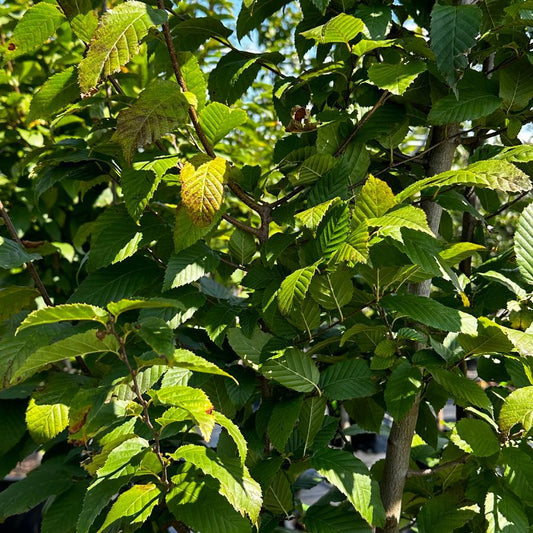 Carpinus Caroliniana Fire King Single Stem - View 1 from www redcrocus com