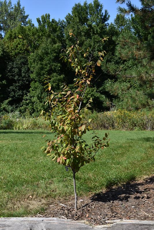 Carpinus Caroliniana Fire King Single Stem - View 2 from www redcrocus com