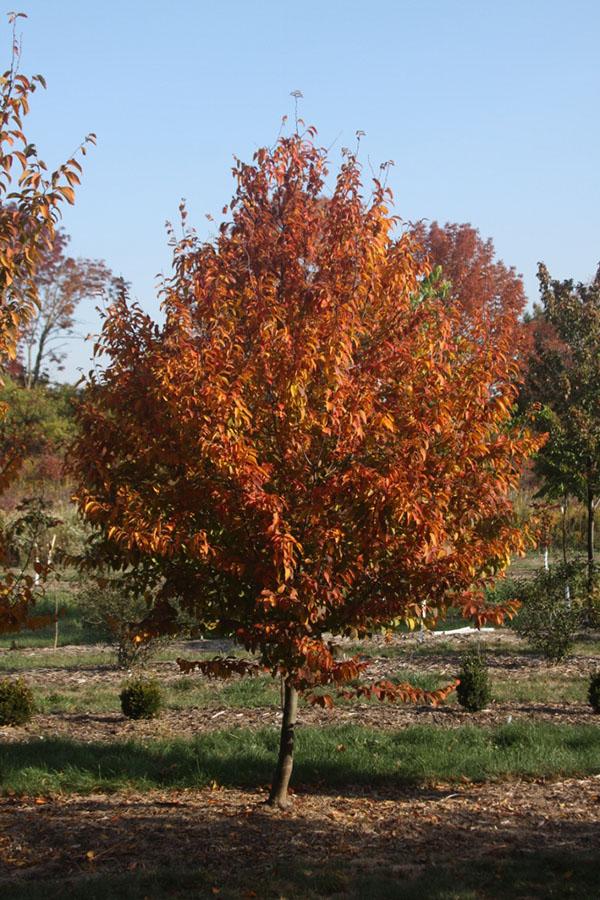 Carpinus Caroliniana Fire King Single Stem - View 3 from www redcrocus com