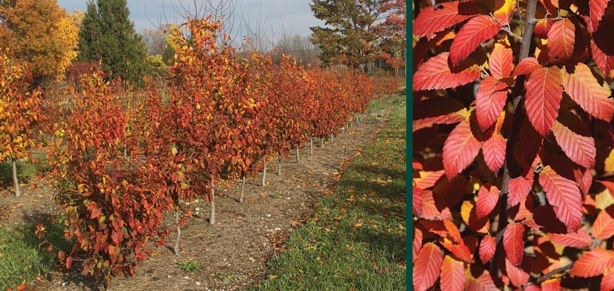 Carpinus Caroliniana Fire King Single Stem - View 4 from www redcrocus com