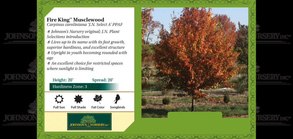 Carpinus Caroliniana Fire King Single Stem - View 5 from www redcrocus com