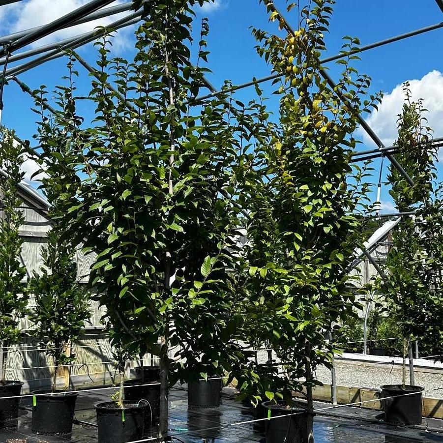 Carpinus Caroliniana Fire King Single Stem - View 6 from www redcrocus com