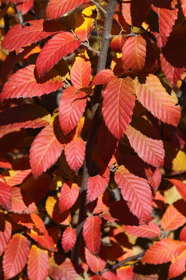 Carpinus Caroliniana Fire King Single Stem - View 7 from www redcrocus com