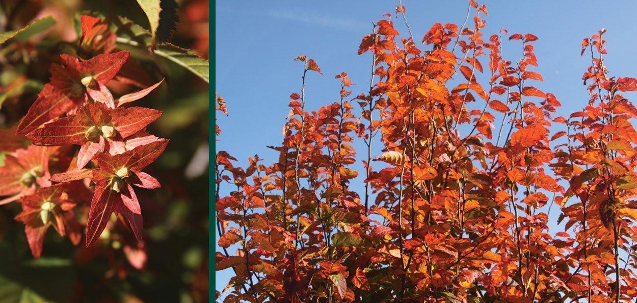 Carpinus Caroliniana Fire King Single Stem - View 8 from www redcrocus com