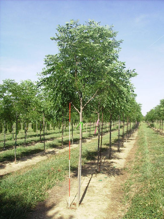 Gymnocladus Dioicus Espresso - View 10 from www redcrocus com