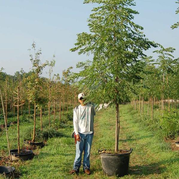 Gymnocladus Dioicus Espresso - View 18 from www redcrocus com