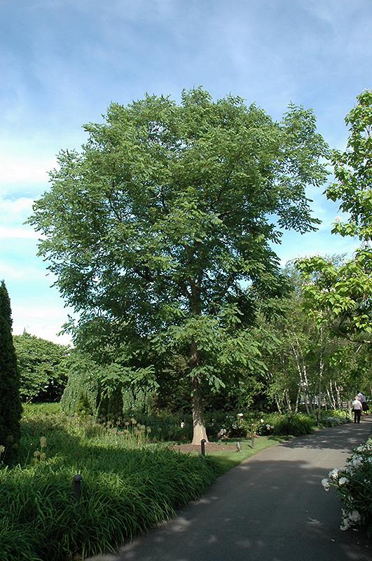 Gymnocladus Dioicus Espresso - View 7 from www redcrocus com