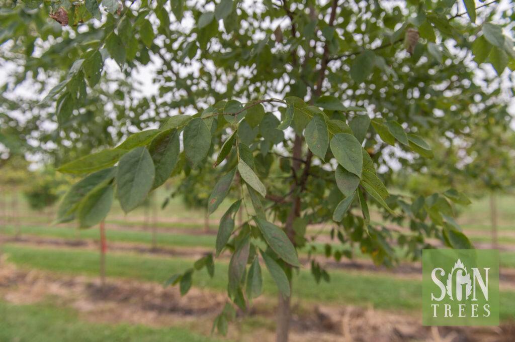 Gymnocladus Dioicus Espresso - View 8 from www redcrocus com