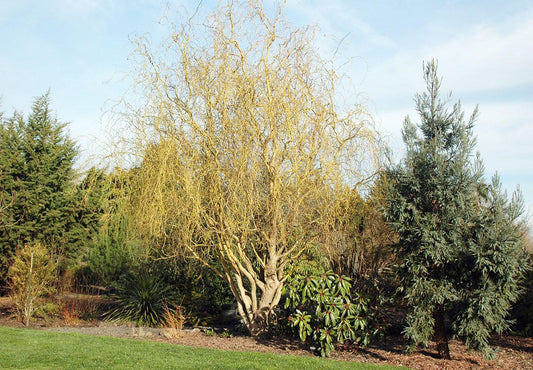 Salix Golden Curls Single Stem - View 1 from www redcrocus com