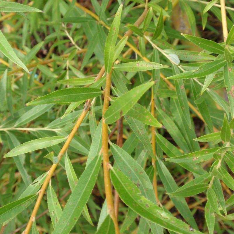Salix Alba Tristis - View 11 from www redcrocus com