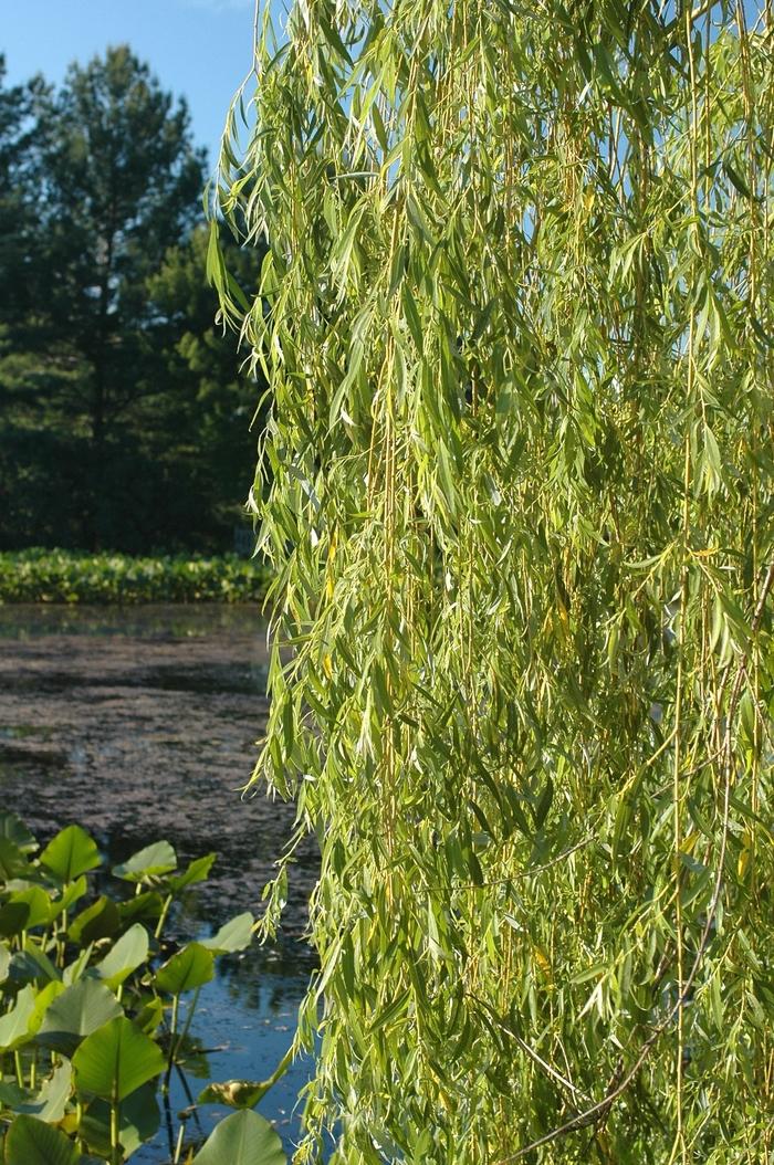 Salix Alba Tristis - View 12 from www redcrocus com