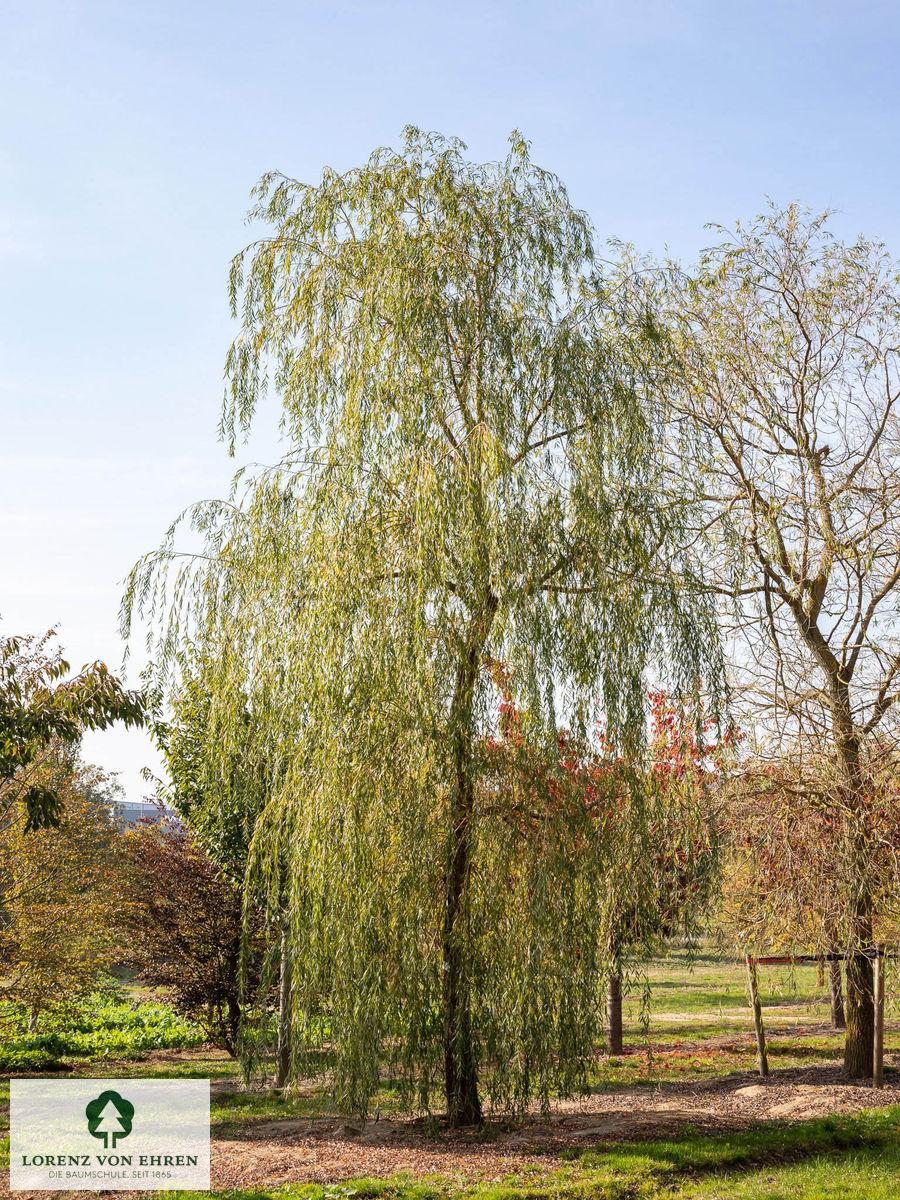 Salix Alba Tristis - View 15 from www redcrocus com