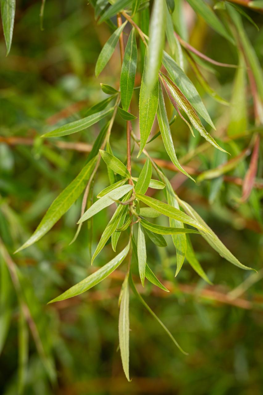 Salix Alba Tristis - View 16 from www redcrocus com