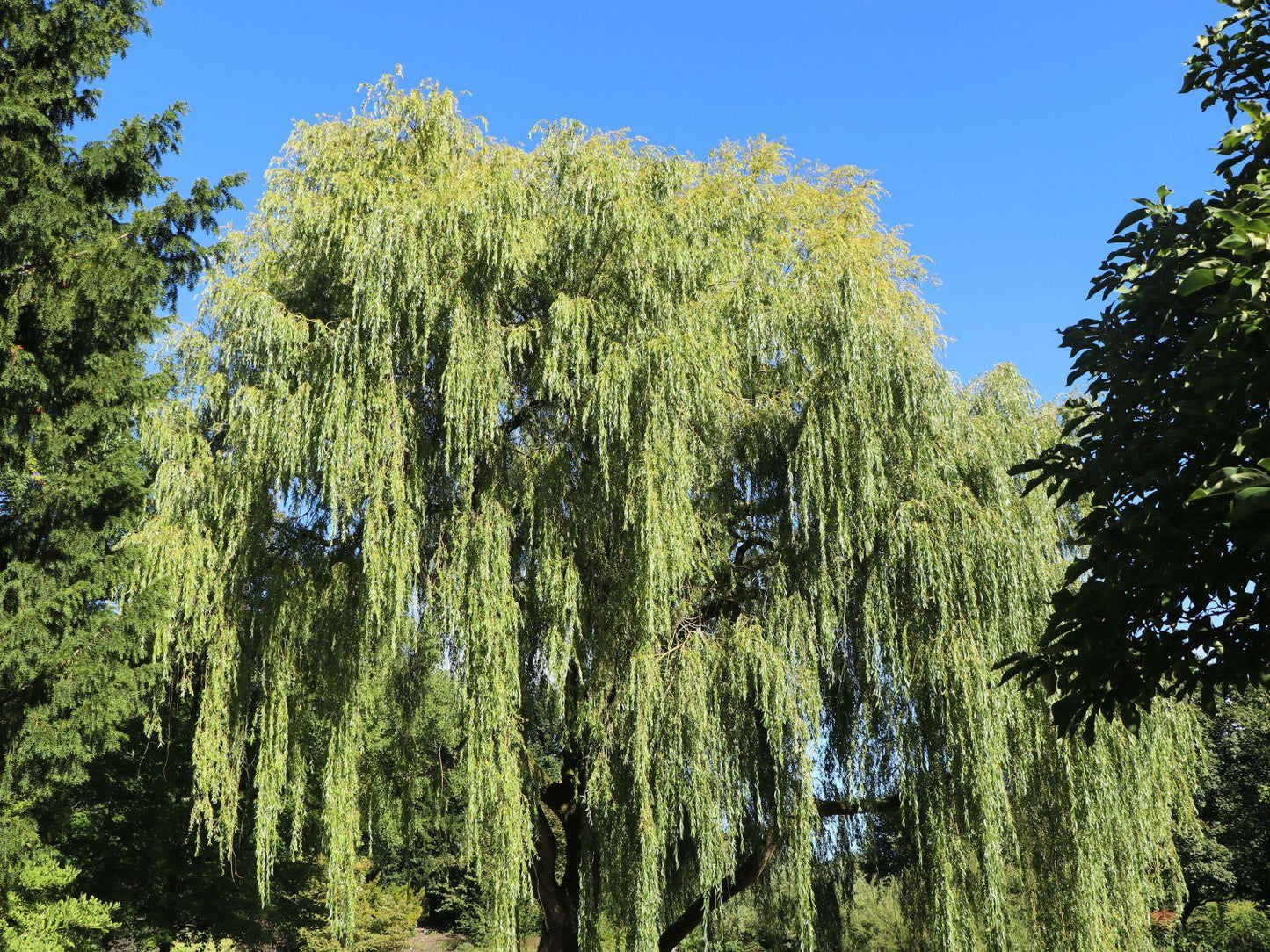 Salix Alba Tristis - View 17 from www redcrocus com