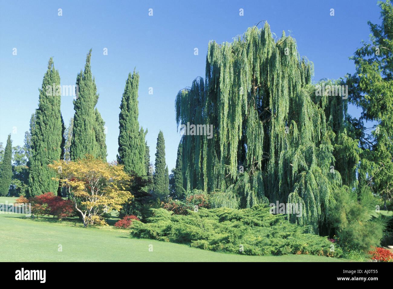 Salix Alba Tristis - View 18 from www redcrocus com