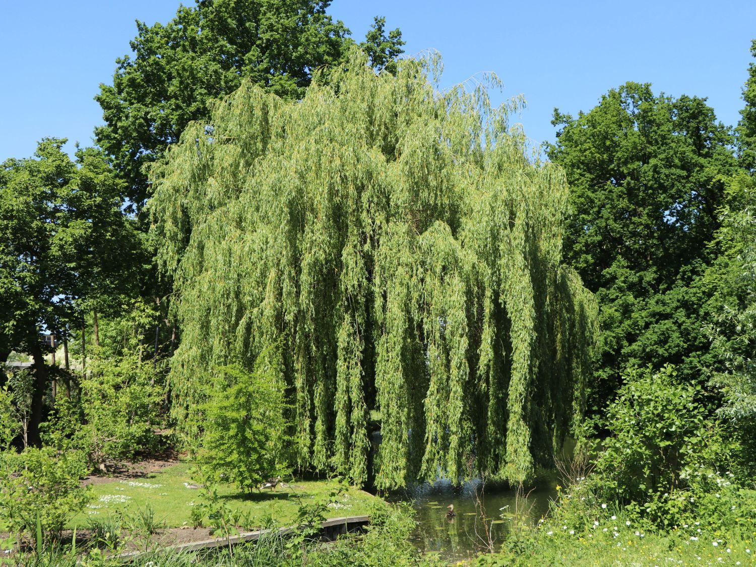 Salix Alba Tristis - View 19 from www redcrocus com