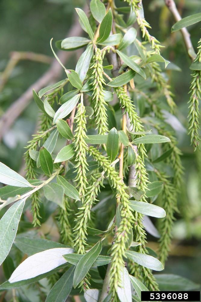 Salix Alba Tristis - View 20 from www redcrocus com