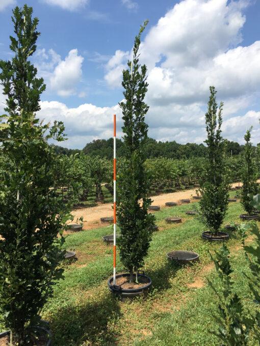 Quercus Robur Skinny Genes - View 10 from www redcrocus com