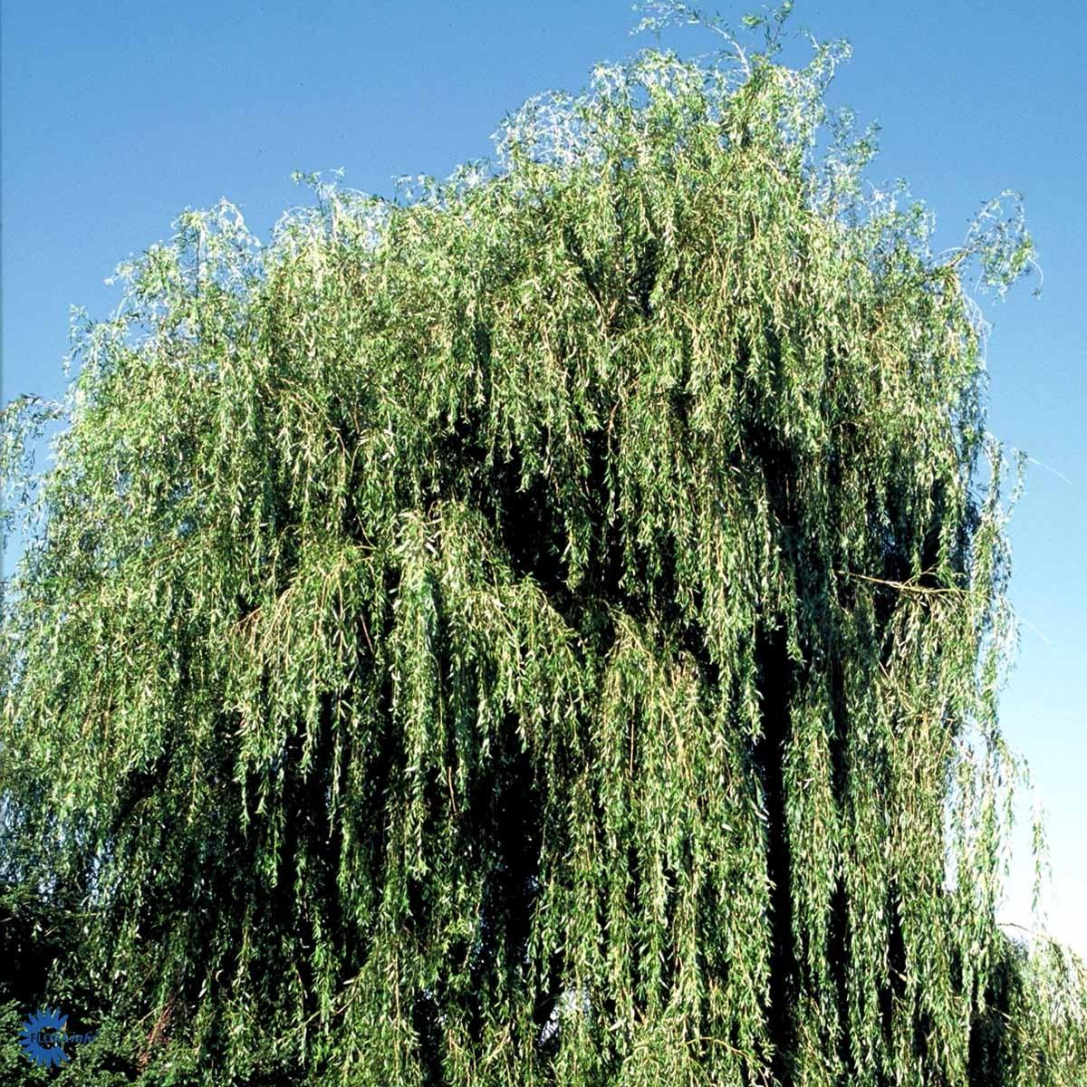 Salix Alba Tristis - View 18 from www redcrocus com