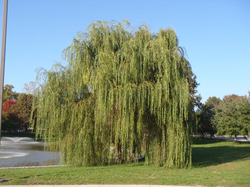Salix Alba Tristis - View 2 from www redcrocus com