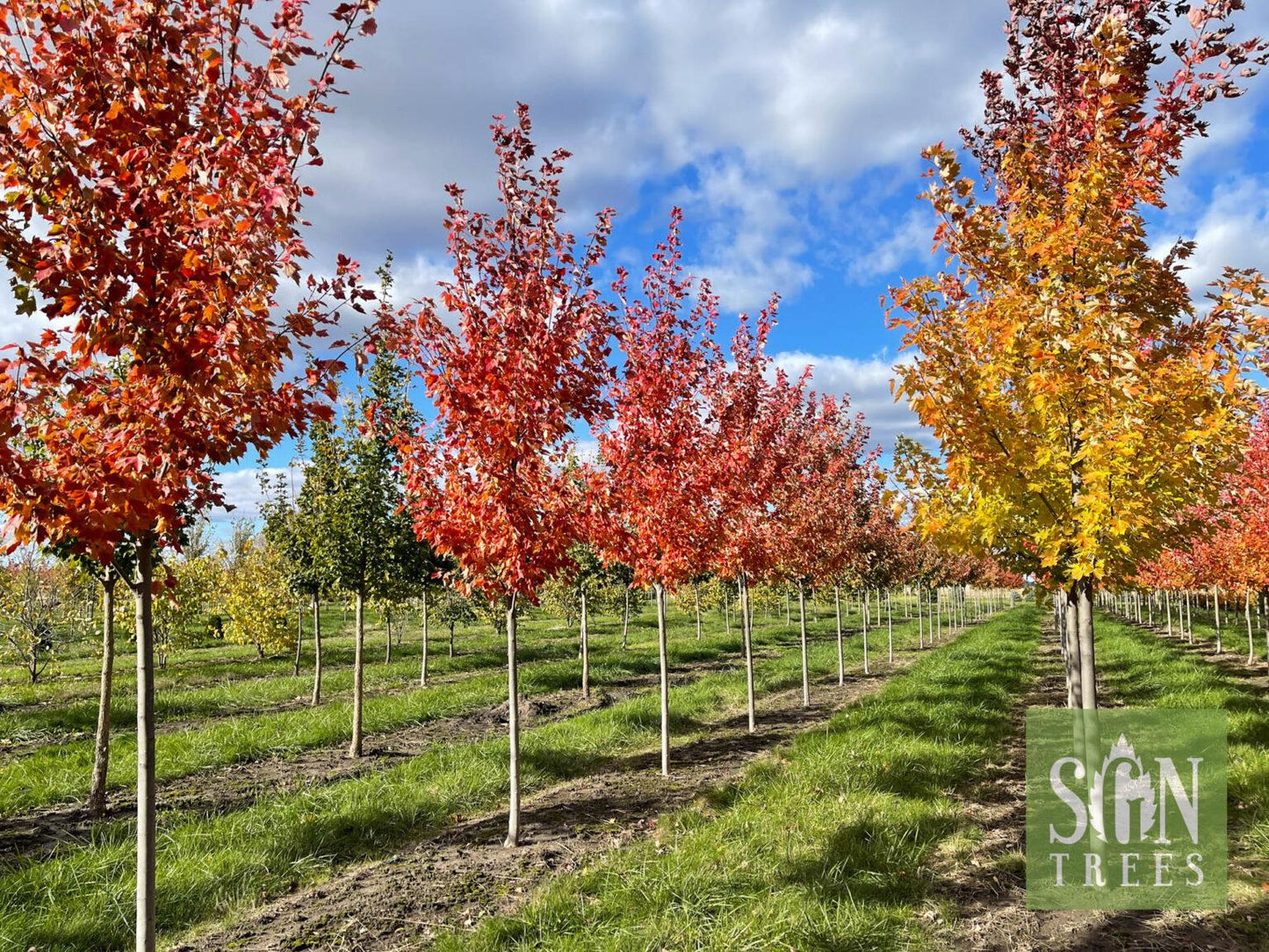 Acer Rubrum Sun Valley - View 10 from www redcrocus com
