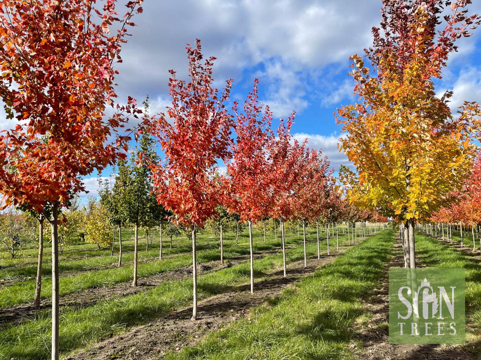 Acer Rubrum Sun Valley - View 10 from www redcrocus com